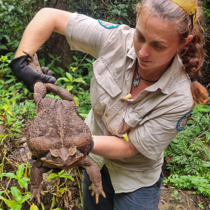 largest biggest toad